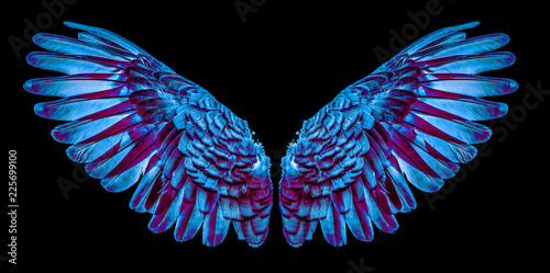 Angel wings isolated on black background