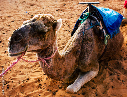 Un dromedario nel deserto photo