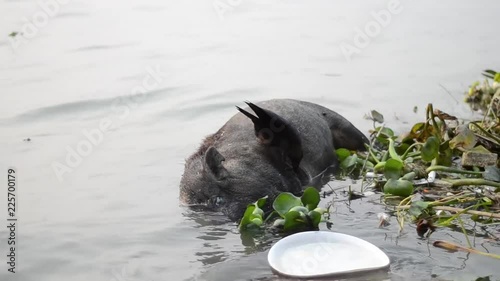 pollution in the ganga river photo