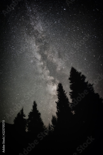 Night forest with milky way