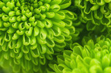 Green chrysanthemum close up