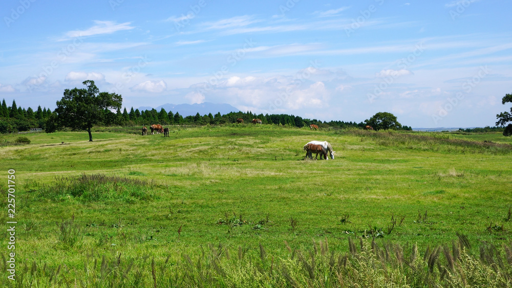 Fototapeta premium 阿蘇の草原に放牧された馬、日本の九州、熊本県の阿蘇山
