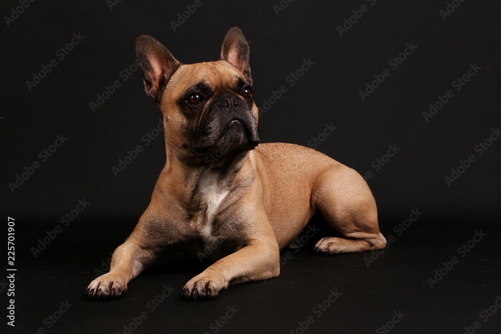 beautiful french bulldog is lying in the dark studio and looking up