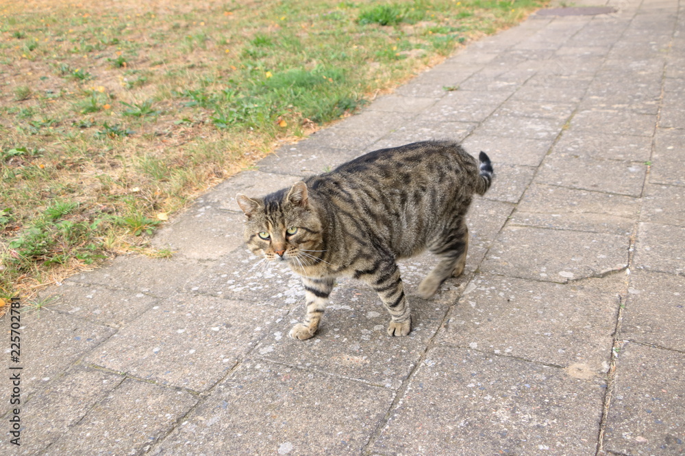 Naklejka premium gray cat isolated on a meadow