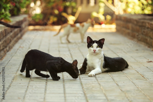 Photography Stray cats playing on the pavement in hotel resort.