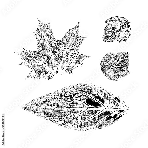 Natural autumn leaves imprints set on white background. Grunge vector botanical stamps.