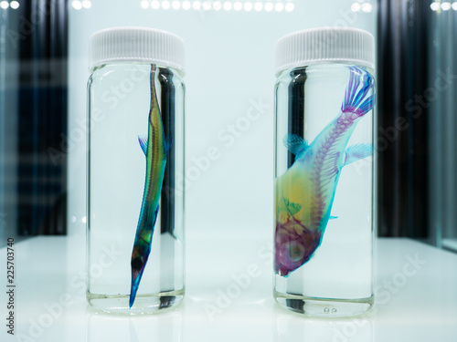 Eerie sample of skeleton staining using Alcian blue for cartilage and alizarin red for bone. To study the formation and development of bone growth. Biology and anatomy. Horror and Halloween concept.