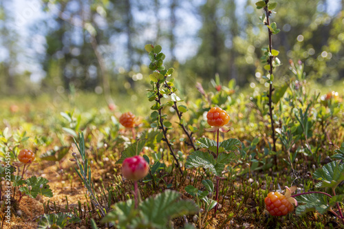 Cloudberry on a morass with forest in background