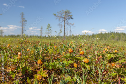 Closeup of cloudberry on a morass photo