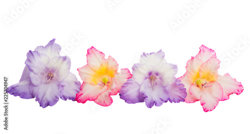 Fototapeta Naklejka Na Ścianę i Meble -  gladiolus flowers isolated