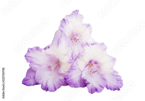 Fototapeta Naklejka Na Ścianę i Meble -  gladiolus flowers isolated