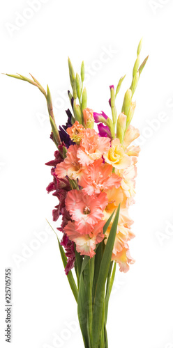 Fototapeta Naklejka Na Ścianę i Meble -  gladiolus flowers isolated
