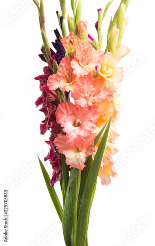 Fototapeta Naklejka Na Ścianę i Meble -  gladiolus flowers isolated