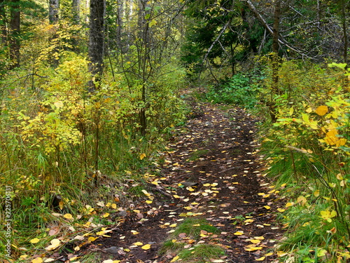 Fototapeta Naklejka Na Ścianę i Meble -  Dirt road in the autumn wild forest.
