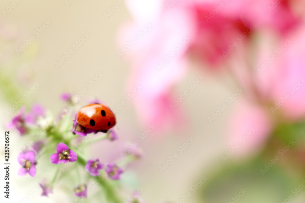 ladybug close-up/ red insect with black dots on a flower ladybug close-up/ red insect with black dots on a flower