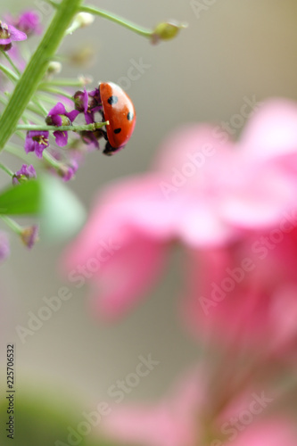 lady-beetle in the garden/ red beetle on a flower close-up