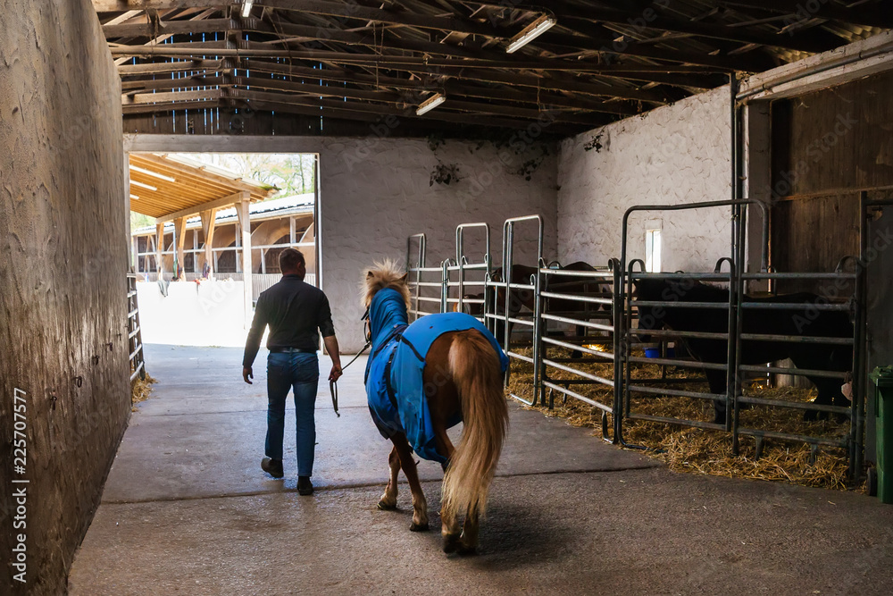 a man horseshoer changes horseshoes on a horse farm a man horseshoer changes horseshoes on a horse farm