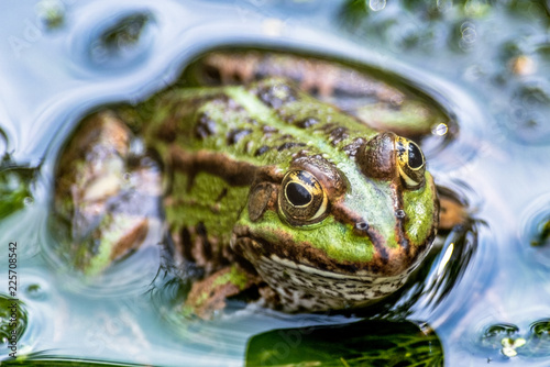 Ein Teichfrosch photo