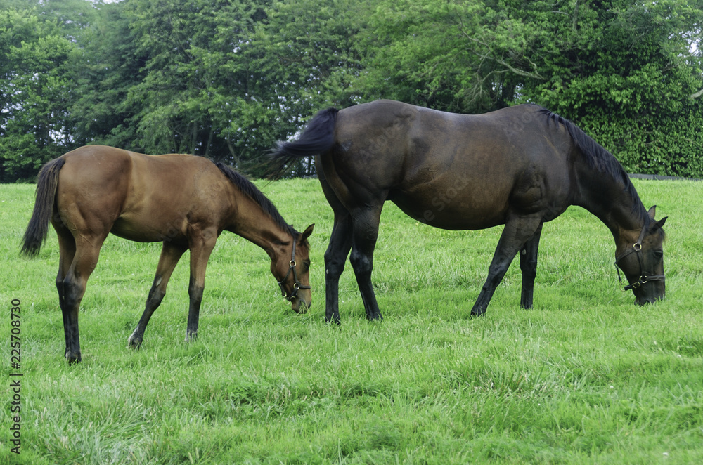 Mare and Foal