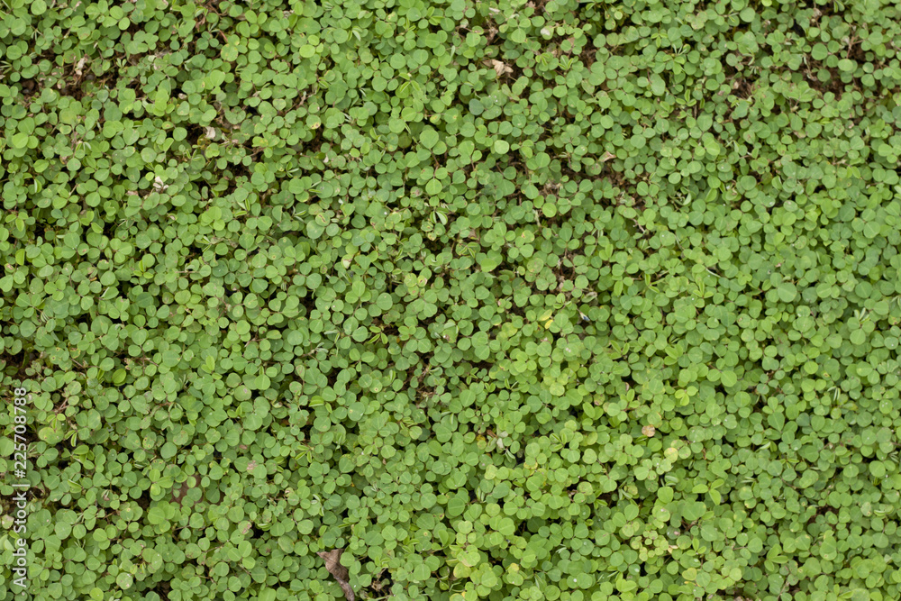 Nature of top view green grass for background and texture. Nature of top view green grass for background and texture.