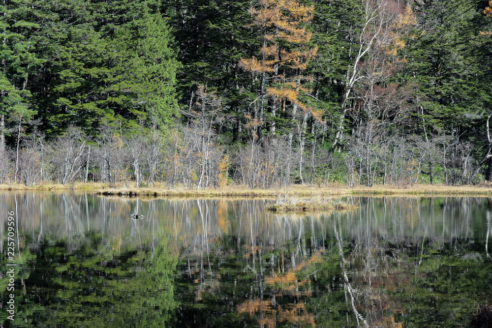 Natural green leaves tree forest with reflection on Myojin pond at Japanese alps Kamikochi Nagano.