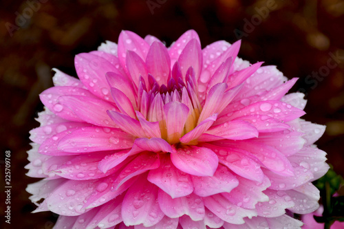 Fototapeta Naklejka Na Ścianę i Meble -  Lovely pink dahlia flower covered in water drops