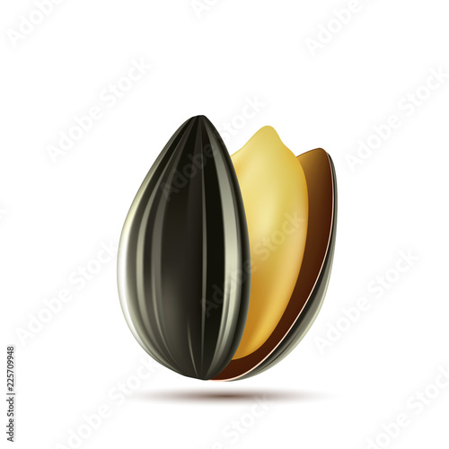 Sunflower seed isolated on white background. Stock vector illustration.