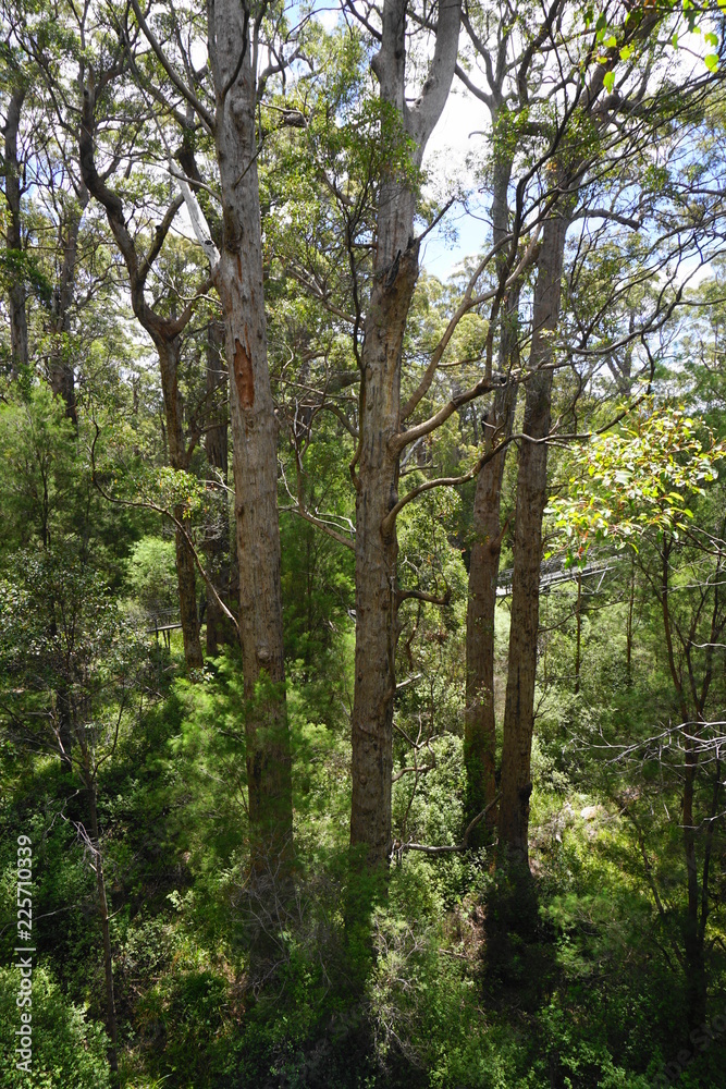 Tree Top Walk Walpole Nationalpark III Tree Top Walk Walpole Nationalpark III