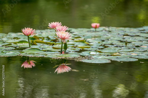 water lily pond spa Bojnice, Slovakia.