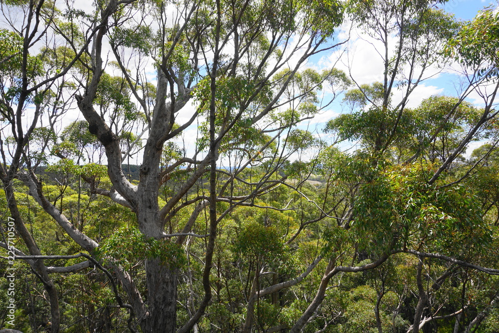 Aussicht vom Tree Top Walk Walpole Nationalpark Aussicht vom Tree Top Walk Walpole Nationalpark