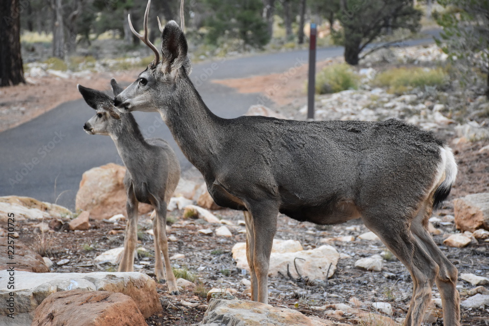 Grand Canyon Wildlife Grand Canyon Wildlife