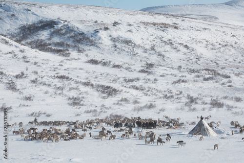 A herd of deer near a Nenets chums on a  winter day, Yamal, Russia. Top view