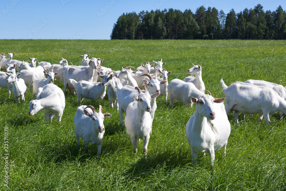 large herd of white goats