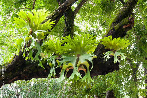 Platycerium superbum on big tree, Green staghorn fern species of fern nature at garden photo
