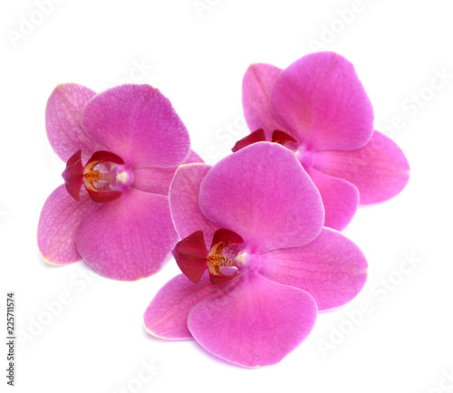 Orchid flowers