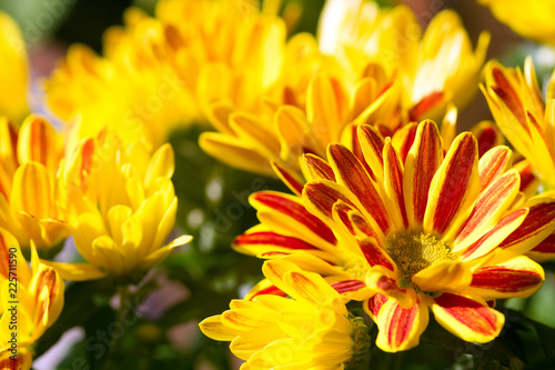 Gelbrot gestreifte Chrysanthemen © E. Schittenhelm