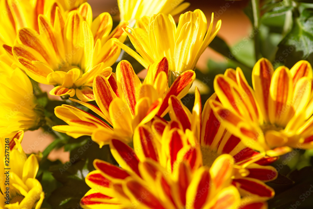 Gelbrot gestreifte Chrysanthemen Gelbrot gestreifte Chrysanthemen