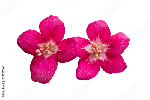 apple flowers isolated