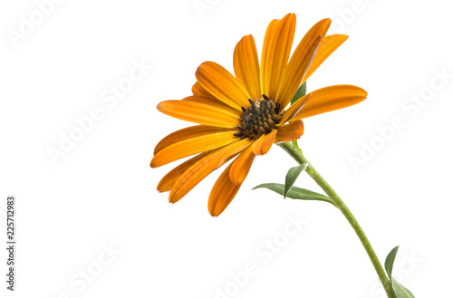 Osteosperumum Flower Daisy