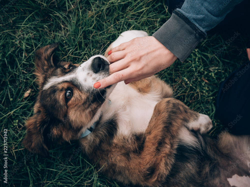 Fototapeta Kobieta z czerwonymi paznokciami, grając z psem. Figlarny młody pies w ogrodzie.
