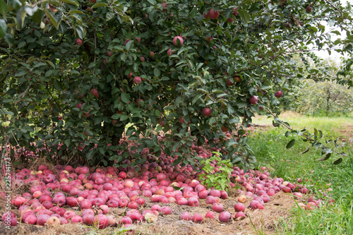 Windfall of red and yellow, some rotten apples lying on the ground under an apple tree in an orchard