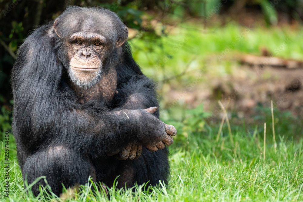 Chimp Thinking Chimp Thinking