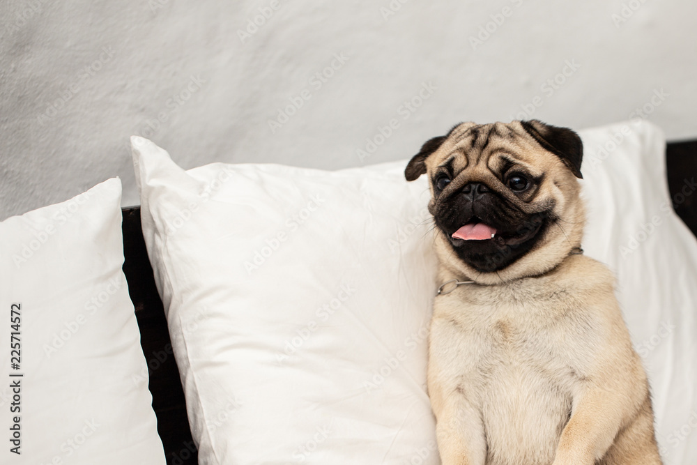 Cute pug dog breed lying on white bed in bedroom smile with funny face and feeling so happiness after wake up in the morning Cute pug dog breed lying on white bed in bedroom smile with funny face and feeling so happiness after wake up in the morning