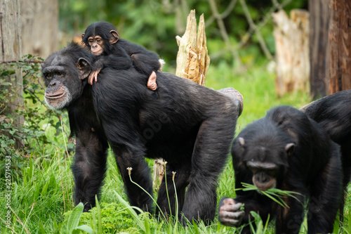 Canvas-taulu Baby Chimp with Parents