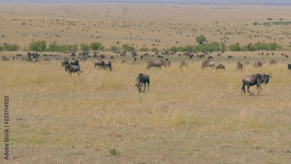 View Of A Huge Herd Of Wildebeest That Graze In The Savannah Reserve Maasai Mara View Of A Huge Herd Of Wildebeest That Graze In The Savannah Reserve Maasai Mara
