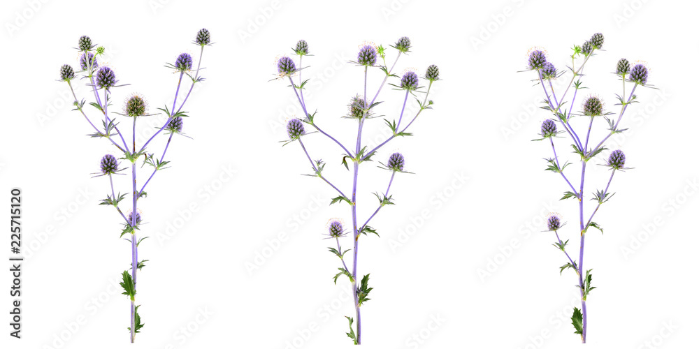 Isolated Eryngium (Eringo) Flower Plant.