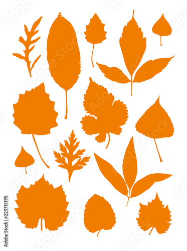 Autumn leaves. Set of vector silhouettes of various leaves trees. Flat design.