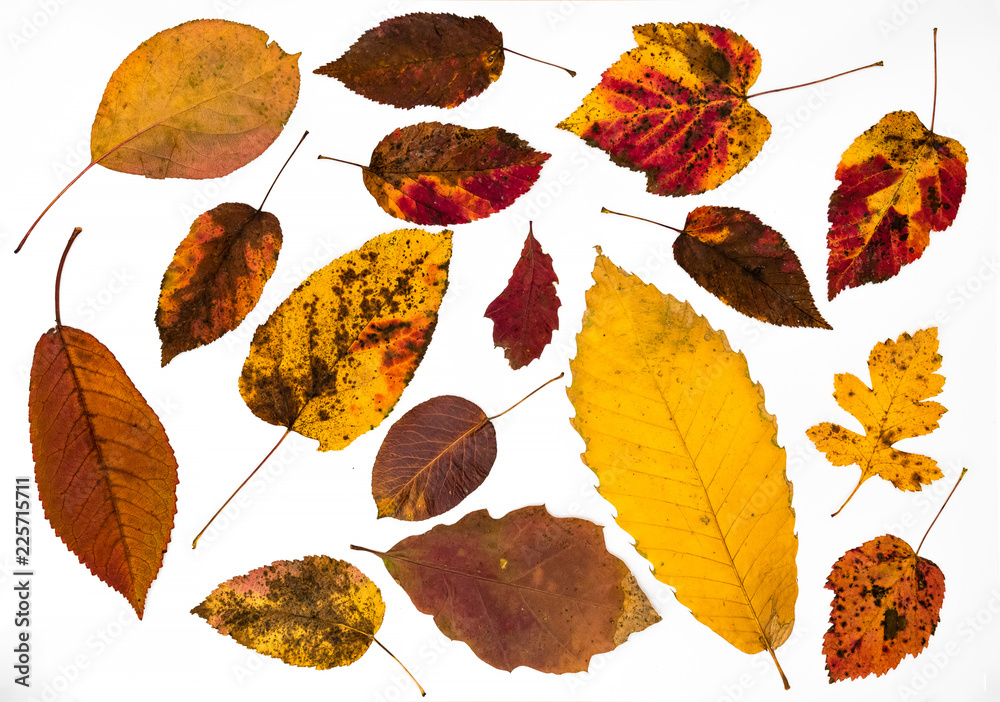 Fototapeta premium autumn leaves isolated on white background