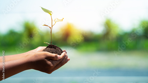 environment Earth Day In the hands of trees growing seedlings. Bokeh green Background male hand holding tree on nature field grass Forest conservation concept.