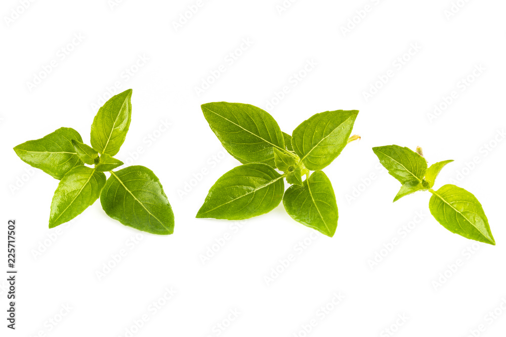 Fresh basil isolated on white background Fresh basil isolated on white background